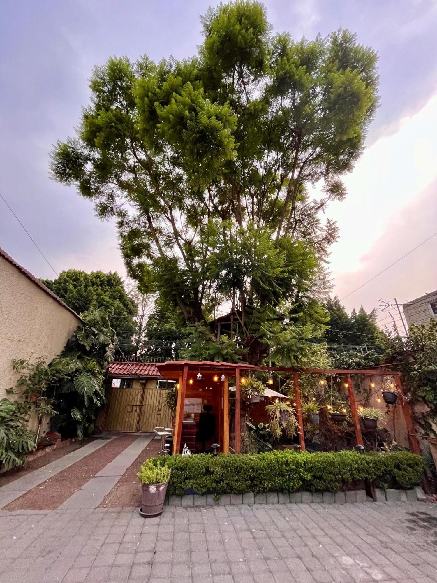 Casita Del Arbol Daire Meksika Dış mekan fotoğraf